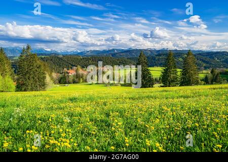 Blumenwiese mit gelbem Dandelion, Wäldern und Hügeln unter blauem Himmel und Wolken an einem sonnigen Tag im Allgäu. Im Hintergrund die schneebedeckten Allgäuer Alpen. Bayern, Deutschland, Europa Stockfoto