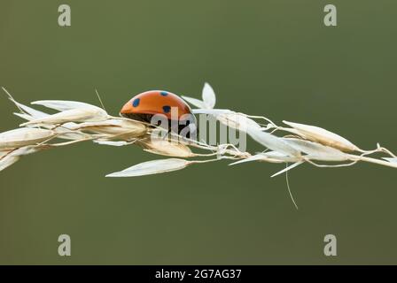 Marienkäfer ruht in der Dämmerung auf einem trockenen Grashalm.unscharfer natürlicher grüner Hintergrund. Gattung Coccinella septempunctata. Stockfoto