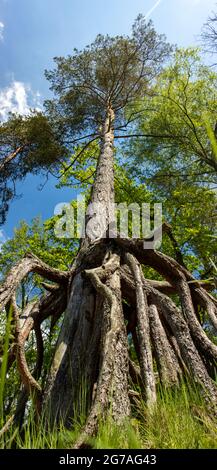 Die freigelegten Wurzeln der Schottenkiefer (Pinus sylvestris) am Wald. Stockfoto