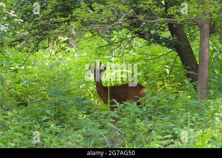 Roebuck (Capreolus capreolus) im Wald, Frühjahr, Mai, Hessen, Deutschland, Europa Stockfoto