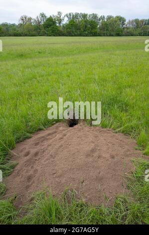 Dachshöhle auf einer Wiese, Frühling, Mai, Hessen, Deutschland Stockfoto