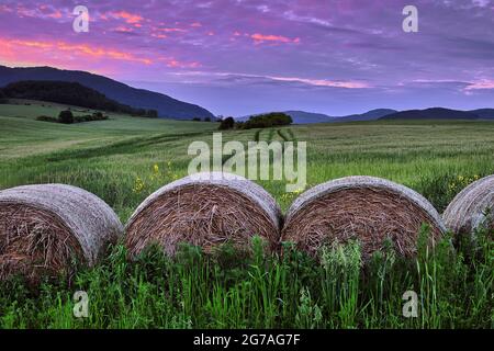 Sommerlandschaft bei Dämmerung. Bunte Wolken in lila Farbe. Alte Strohballen im Vordergrund. Mit einer Straße in einem Getreidefeld. Chocholna, Slowakei. Stockfoto