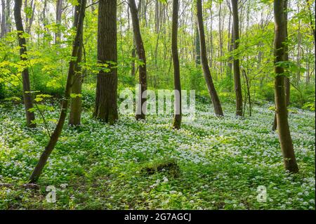 Wald mit Bärlauch, Frühling, Mai, Hessen, Deutschland Stockfoto