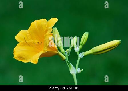 Gelbe Lilienblüte mit Knospen im Blumenbeet. Seitenansicht, Nahaufnahme. Unscharfer natürlicher grüner Hintergrund. Stockfoto