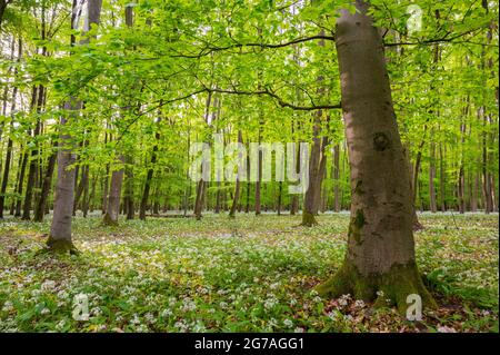 Bärlauch im Buchenwald, Frühjahr, Mai, Hessen, Deutschland Stockfoto