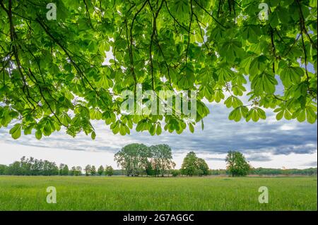 Zweige einer Kastanie im Frühjahr, Mai, Hessen, Deutschland Stockfoto
