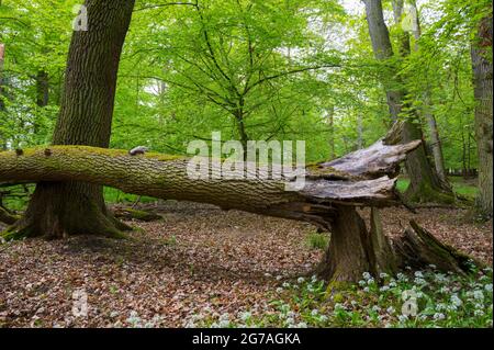 Baum im Sturm im Wald gefallen, Frühling, Mai, Hessen, Deutschland Stockfoto