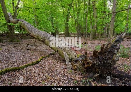 Baum (Eiche) im Sturm im Wald gefallen, Frühling, Mai, Hessen, Deutschland Stockfoto