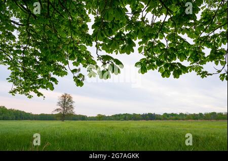 Zweige einer Kastanie im Frühjahr, Mai, Hessen, Deutschland Stockfoto