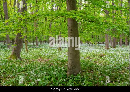 Bärlauch im Buchenwald, Frühjahr, Mai, Hessen, Deutschland Stockfoto