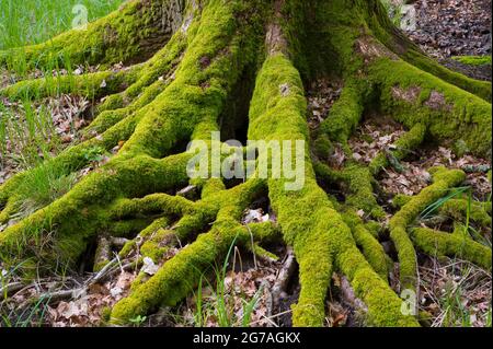 Moosige Wurzel einer alten Eiche im Frühjahr, Mai, Hessen, Deutschland Stockfoto