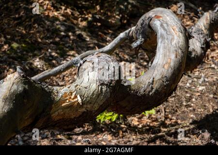 Ein Baumstamm im Wald wird als Schraube verdreht Stockfoto