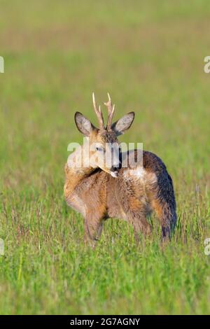 Roebuck (Capreolus capreolus) Pflege auf einer Wiese, Frühjahr, Mai, Hessen, Deutschland Stockfoto