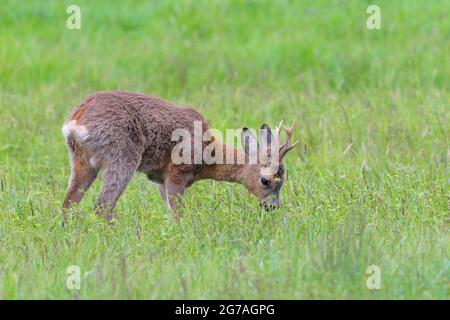 Rogenbock (Capreolus capreolus) auf einer Wiese, Frühling, Mai, Hessen, Deutschland Stockfoto