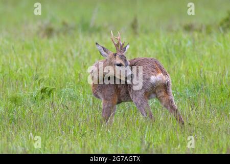 Roebuck (Capreolus capreolus) Pflege auf einer Wiese, Frühjahr, Mai, Hessen, Deutschland Stockfoto