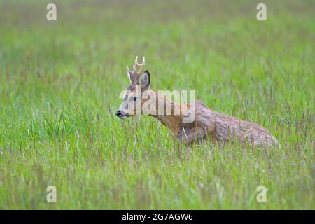 Roebuck (Capreolus capreolus) auf einer Wiese, Frühling, Mai, Hessen, Deutschland Stockfoto