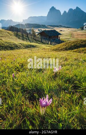 Morgenlandschaft der Seiser Alm, Dolomiten, Italien Stockfoto