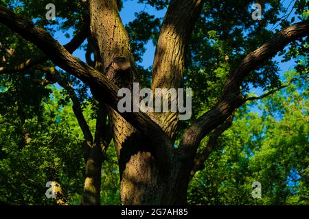 Sonnenlicht scheint im Sommer durch die Baumwipfel in einem Wald mit Eichen, Bäume tragen schöne grüne Blätter Stockfoto