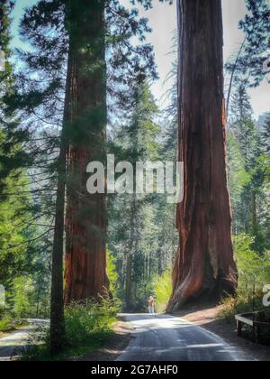 Sequoia Nationalpark, Kalifornien, USA Stockfoto