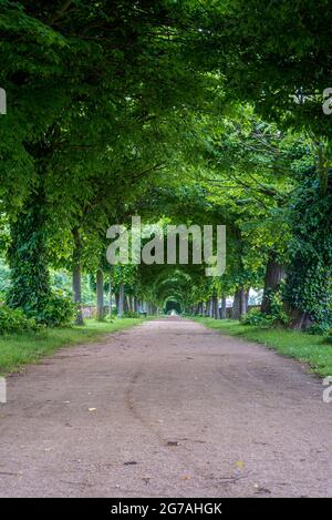 Deutschland, Sachsen-Anhalt, Haldensleben, Lindenallee im Schlosspark Hundisburg. Stockfoto