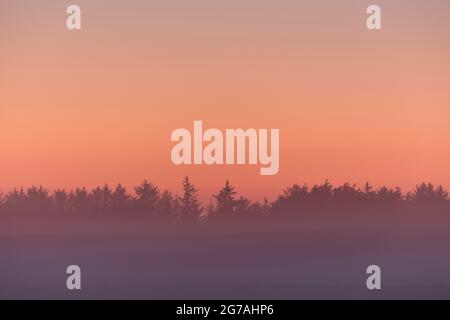 Europa, Dänemark, Nordjütland. Wald und Abendnebel in der Dämmerung. Stockfoto