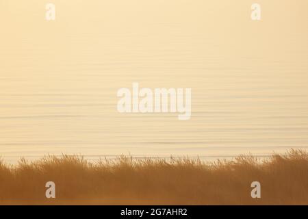 Europa, Dänemark, Nordjütland. Morgennebel in den Dünen bei Sonnenaufgang. Stockfoto