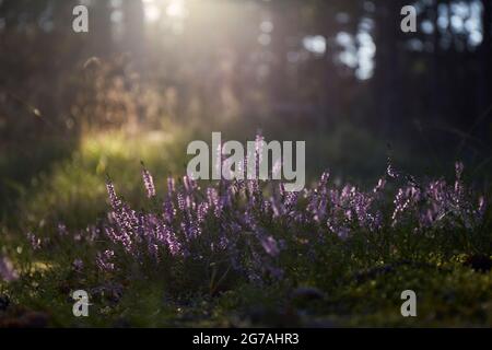 Europa, Dänemark, Nordjütland. Blühende Heidekraut (Calluna vulgaris) im Wald. Stockfoto