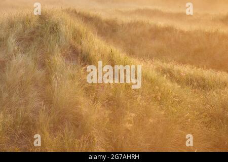 Europa, Dänemark, Nordjütland. Morgennebel in den Dünen bei Sonnenaufgang. Stockfoto