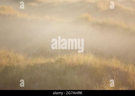 Europa, Dänemark, Nordjütland. Morgennebel in den Dünen bei Sonnenaufgang. Stockfoto