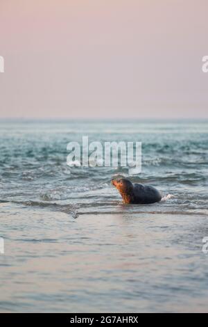 Europa, Dänemark, Nordjütland, Skagen. Eine junge Robbe (Phoca vitulina) in Grenen. Stockfoto