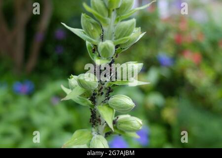 Blattläuse (Aphidoidea) auf Füchshandschuhen (Digitalis purpurea) Stockfoto