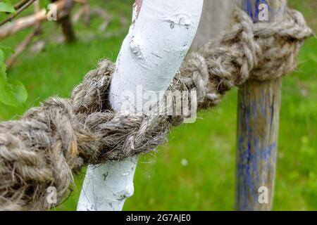 Den Apfelbaum (Malus domestica) mit einem Seil binden Stockfoto