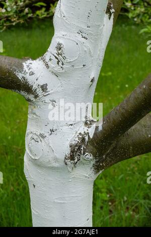 Apfelbaum (Malus domestica) mit Kalk überzogen Stockfoto