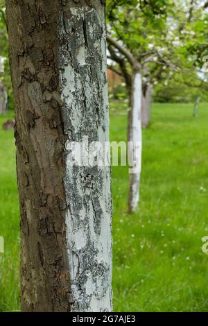 Apfelbaum (Malus domestica) mit Kalk überzogen Stockfoto