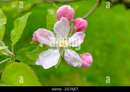 Rosafarbene Apfelblüte (Apfelsorte „Kaiser Wilhelm“) Stockfoto