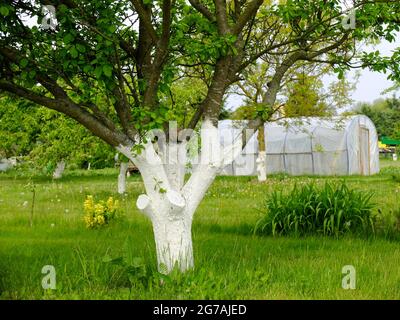 Apfelbaum (Malus domestica) mit Kalk überzogen Stockfoto