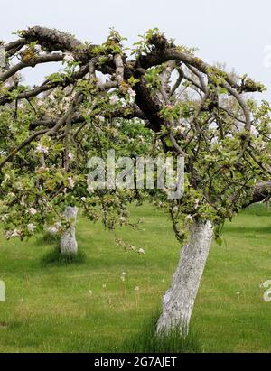 Apfelbaum (Malus domestica) mit Kalk überzogen Stockfoto