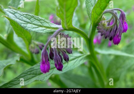 Gemeiner Beinwell, wilder Beinwell (Symphytum officinale) Stockfoto