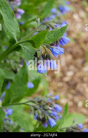 Gemeiner Beinwell, wilder Beinwell (Symphytum officinale) Stockfoto