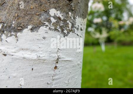 Apfelbaum (Malus domestica) mit Kalk überzogen Stockfoto