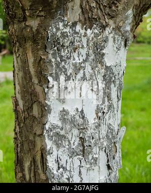 Apfelbaum (Malus domestica) mit Kalk überzogen Stockfoto