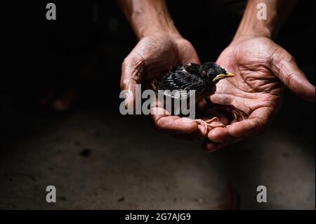 Ein Jungle Myna (Acridotheres fuscus) Küken ist vom Nest zu Boden gefallen. Dieses Mitglied der Sternfamilie Vogel ist vor allem auf dem Festland des indischen Subkontinents gefunden. Ein Naturschützer rettet den Jungvögel in Tehatta, Westbengalen, Indien. Stockfoto