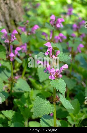 Red Dead Nessel (Lamium Purpureum) Stockfoto