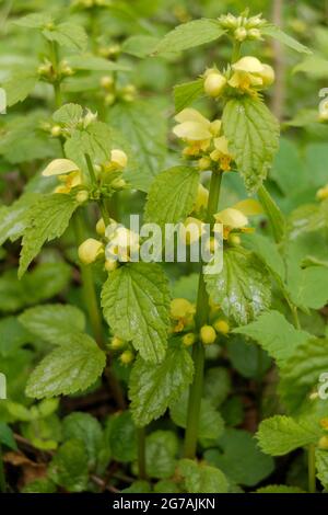 Die gewöhnliche goldene Brennnessel (Lamium galeobdolon, Galeobdolon luteum) Stockfoto