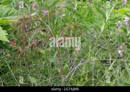 Bronzefenchel 'Purpureum' (Foeniculum vulgare) Stockfoto