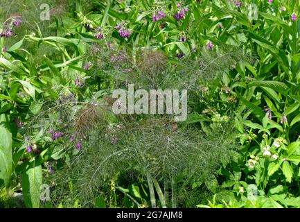 Bronzefenchel 'Purpureum' (Foeniculum vulgare) Stockfoto