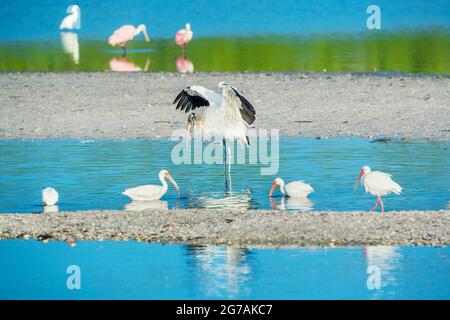 Angeln mit Holzstorch (Mycteria Americana) und Roseate Spoonbills (Platalea Ajaja), Sanibel Island, J.N. Ding Darling National Wildlife Refuge, Florida, USA Stockfoto