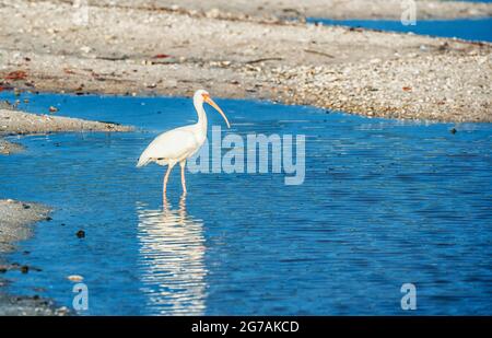 American White Ibis (Eudocimus albus) auf der Suche nach Essen, Sanibel Island, J.N. Ding Darling National Wildlife Refuge, Florida, USA Stockfoto