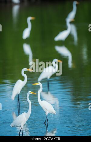 Große Weißreiher (Ardea alba) auf der Suche nach Nahrung in einem Teich, Sanibel Island, J.N. Ding Darling National Wildlife Refuge, Florida, USA Stockfoto