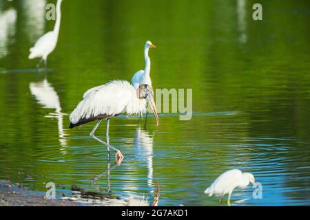 Große Weißreiher (Ardea alba) und Holzstorch (Mycteria Americana) Angeln, Sanibel Island, J.N. Ding Darling National Wildlife Refuge, Florida, USA Stockfoto